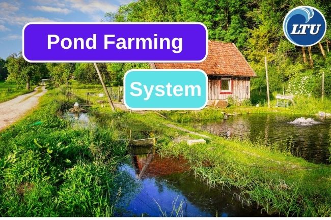 Here Are How Pond Fish Farming Works